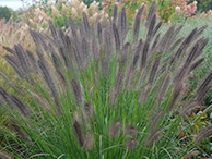 Ornamental Grasses