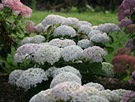 Flowering Shrubs