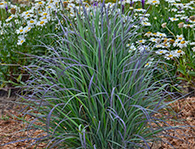 Ornamental Grasses