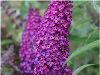 Flowering Shrubs